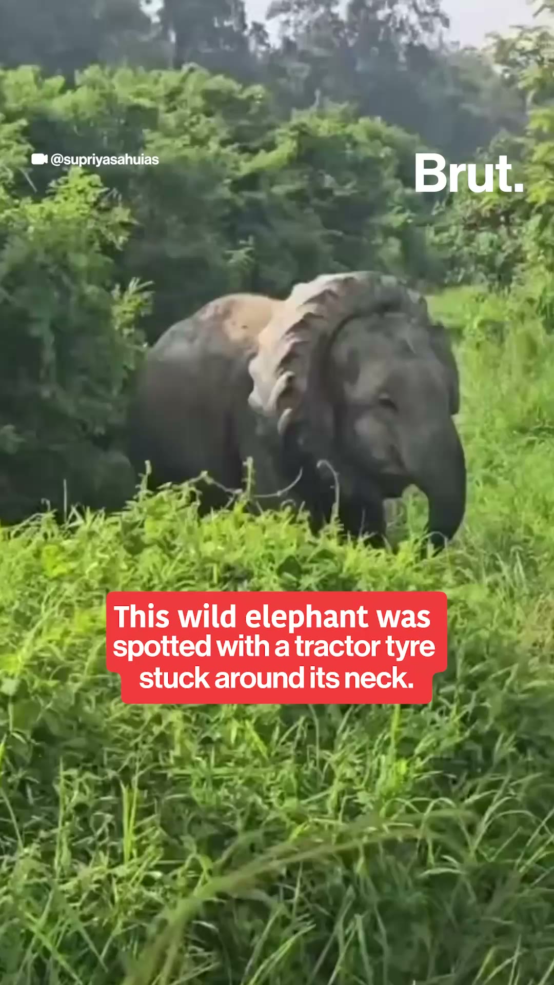 Elephant gets a tractor tyre stuck around its neck.