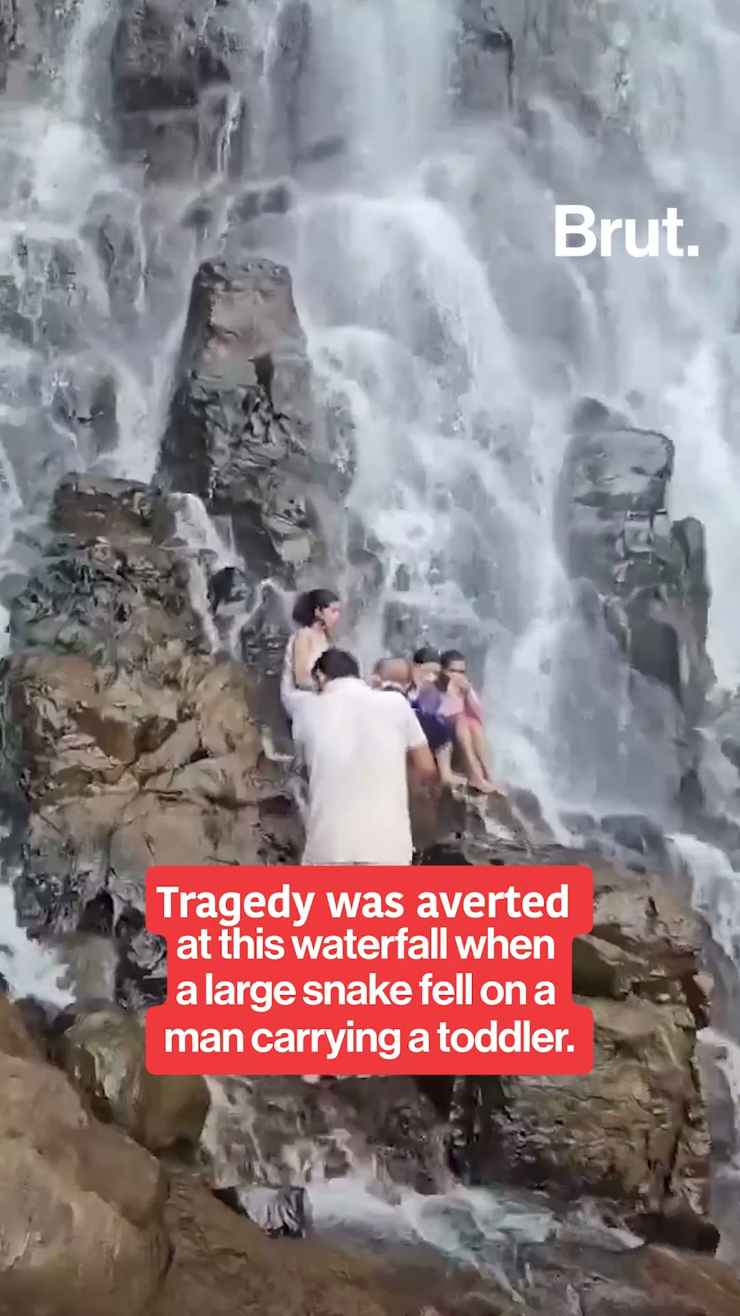 Amboli Waterfall Snake Video: Snake Falls On Man Carrying Child In Maharashtra