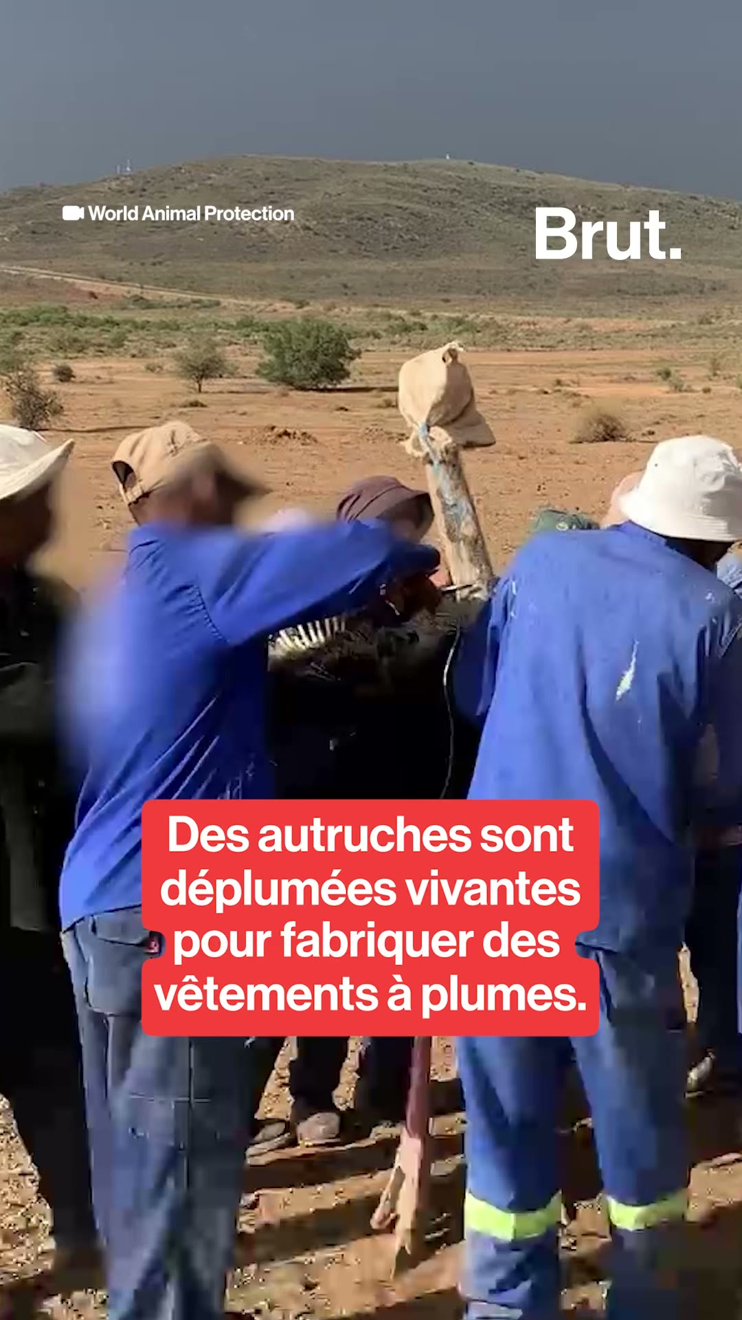 Des autruches déplumées vivantes
