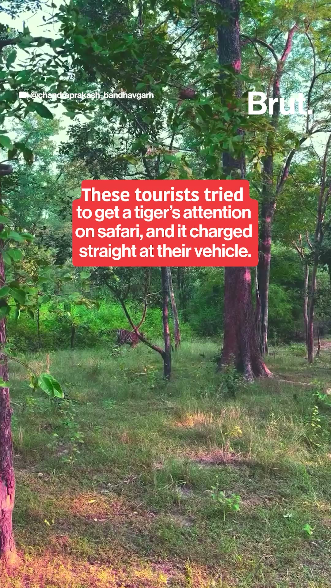 Tiger charges towards tourists