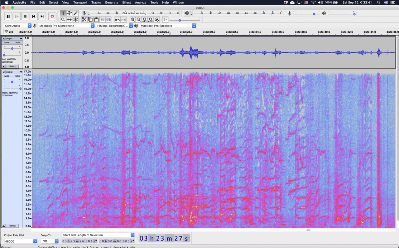Audacity spectrogram of whale recordings