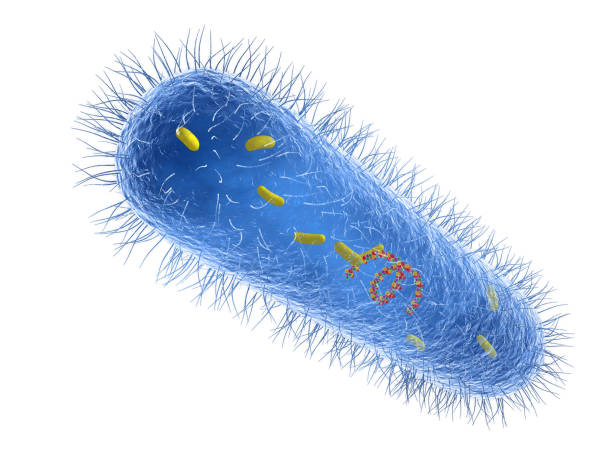 Pseudomonas Aeruginosa