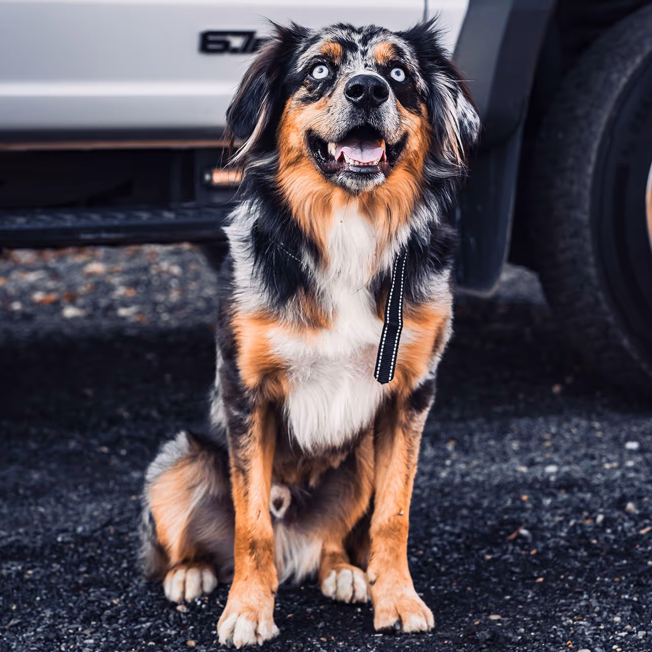 Doc, the Mascot of James Creek Lawn and Landscape, Olney, MD