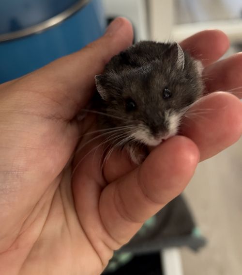 A tiny mouse being held in a hand.