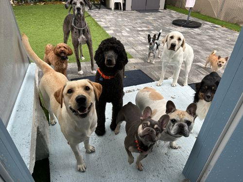 A group of dogs standing together during doggy day care in the keys.
