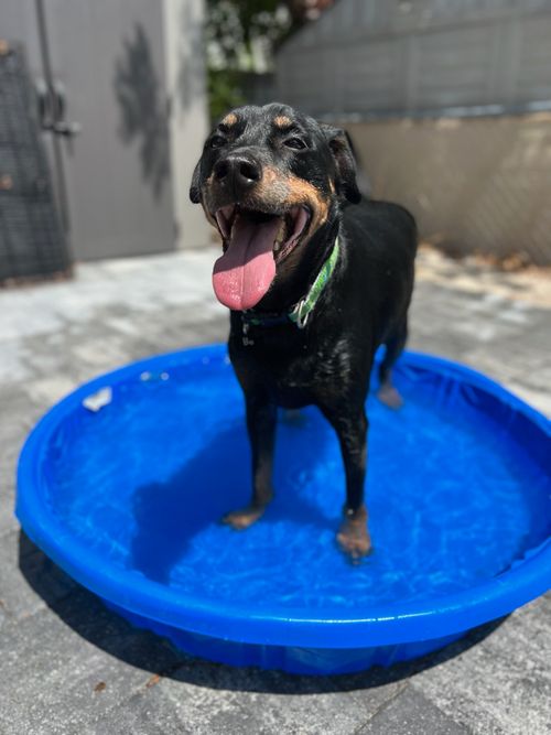 A hot black and tan dog cools off in a kiddie pool.