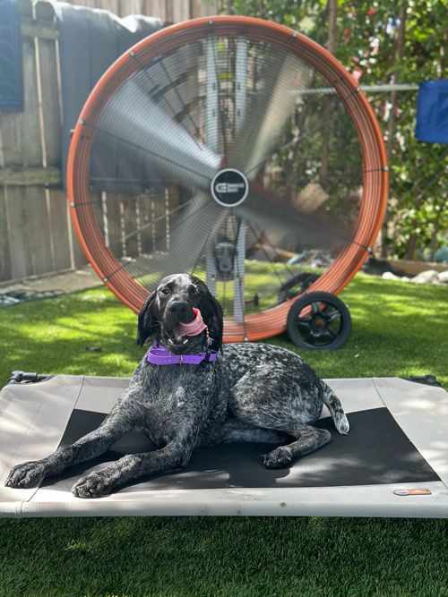 A hot pup cools off on an elevated bed in front of a large van in the backyard during doggy day care.