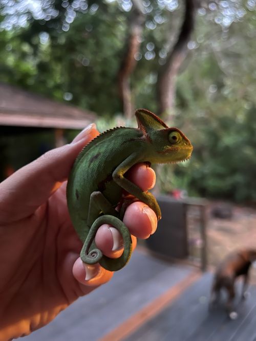 A green cameleon being held.