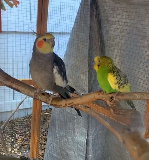 Two pet birds sitting on a perch together.