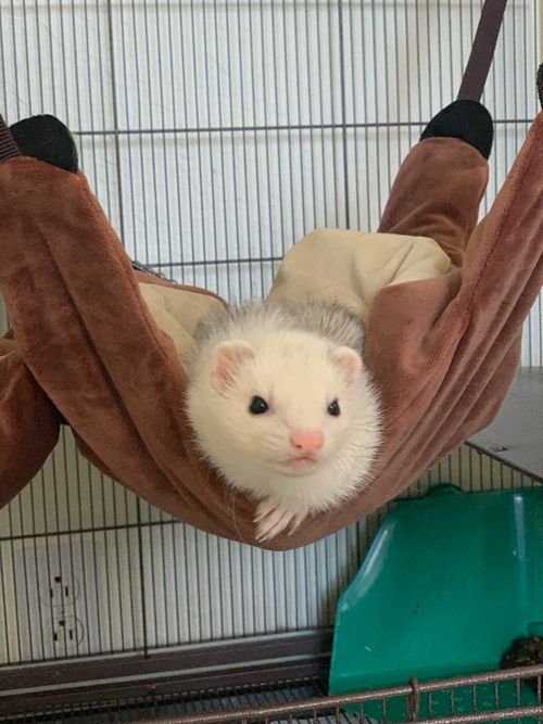 A white ferret in a hammock.