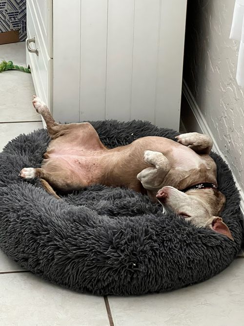 A senior dog laying on its back on a dog bed in Keys Pet Nanny's home.