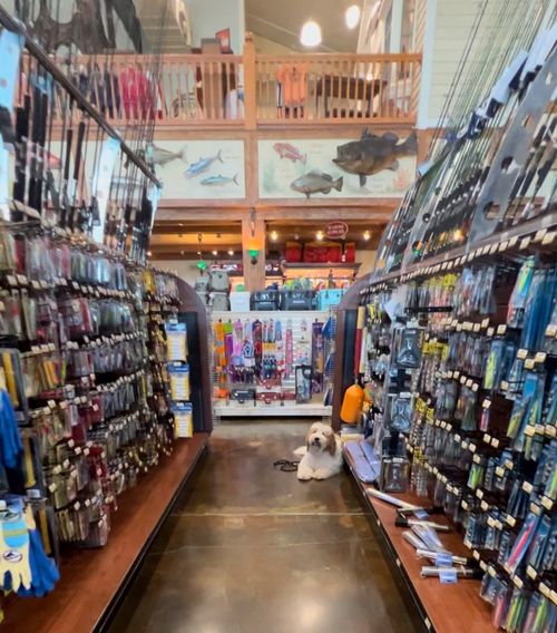 A good dog sits nicely at Bass Pro Shop in Islamorada during a training session.
