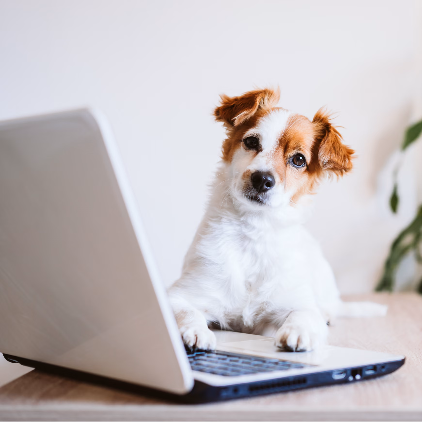 Cute dog browsing Mantra Psychotherapy's newsletter on laptop