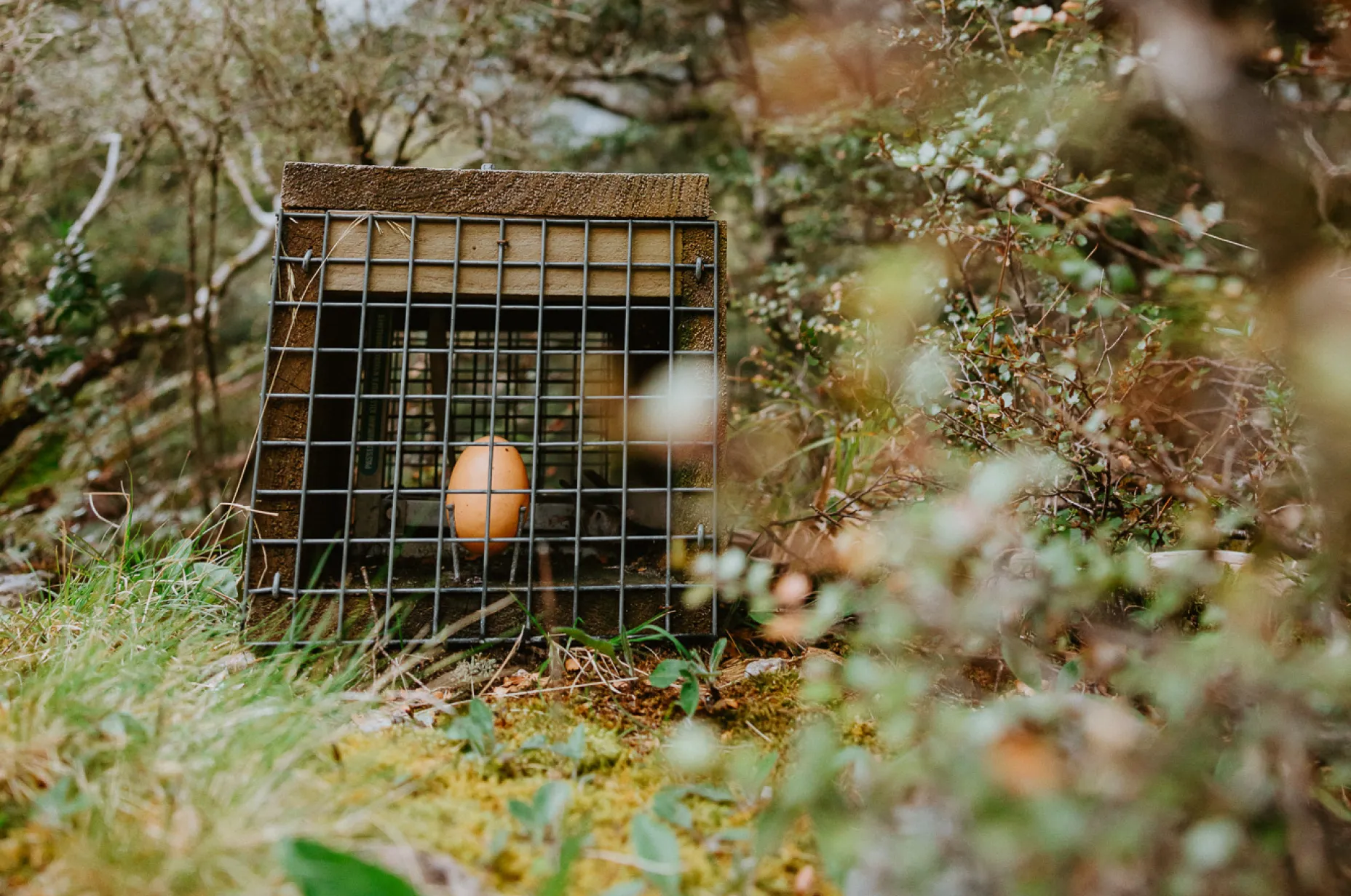 Brown egg resting inside a small wooden and wire cage outdoors on moss and grass.