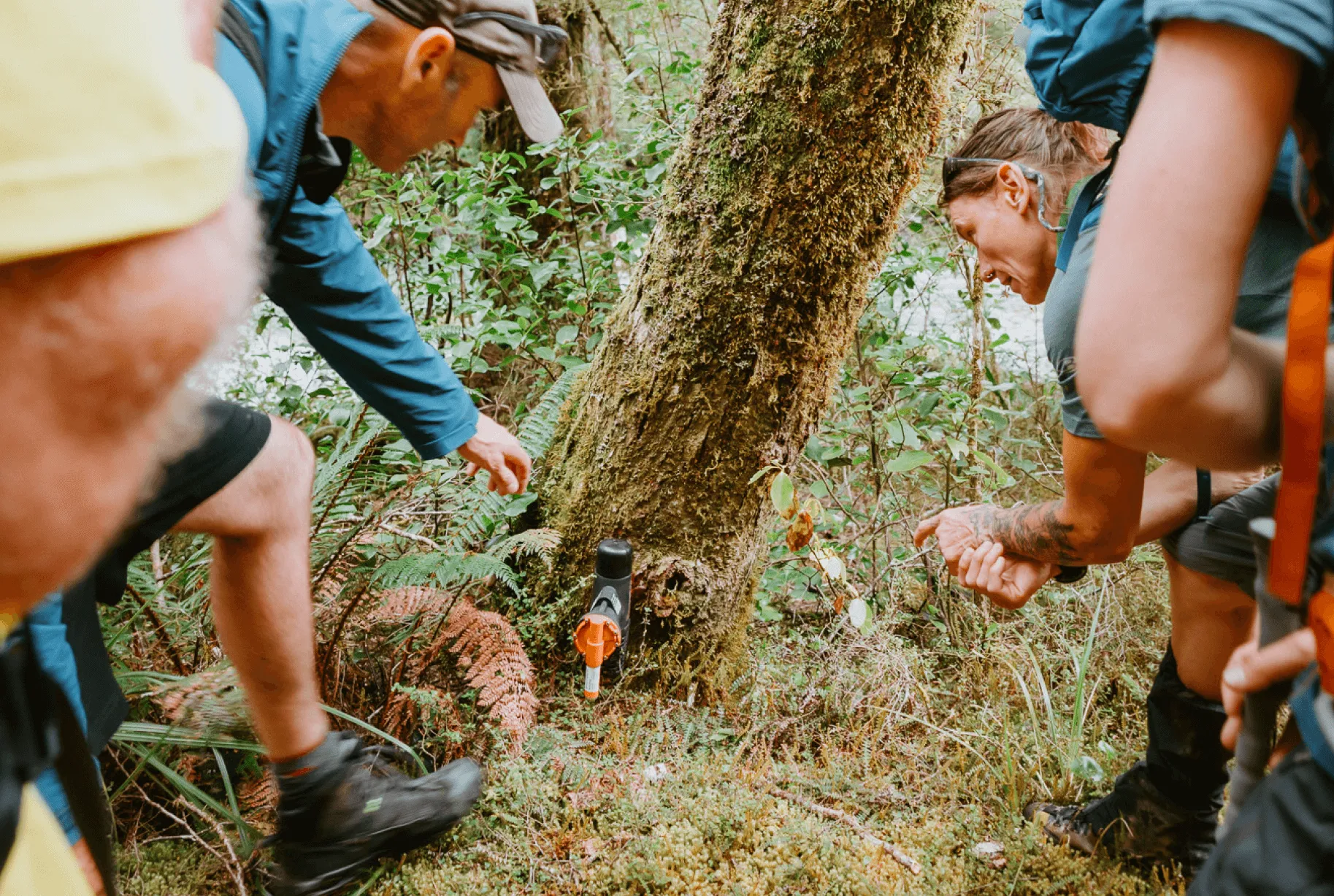 Three hikers observing a scientific instrument mounted on a mossy tree in a dense forest.