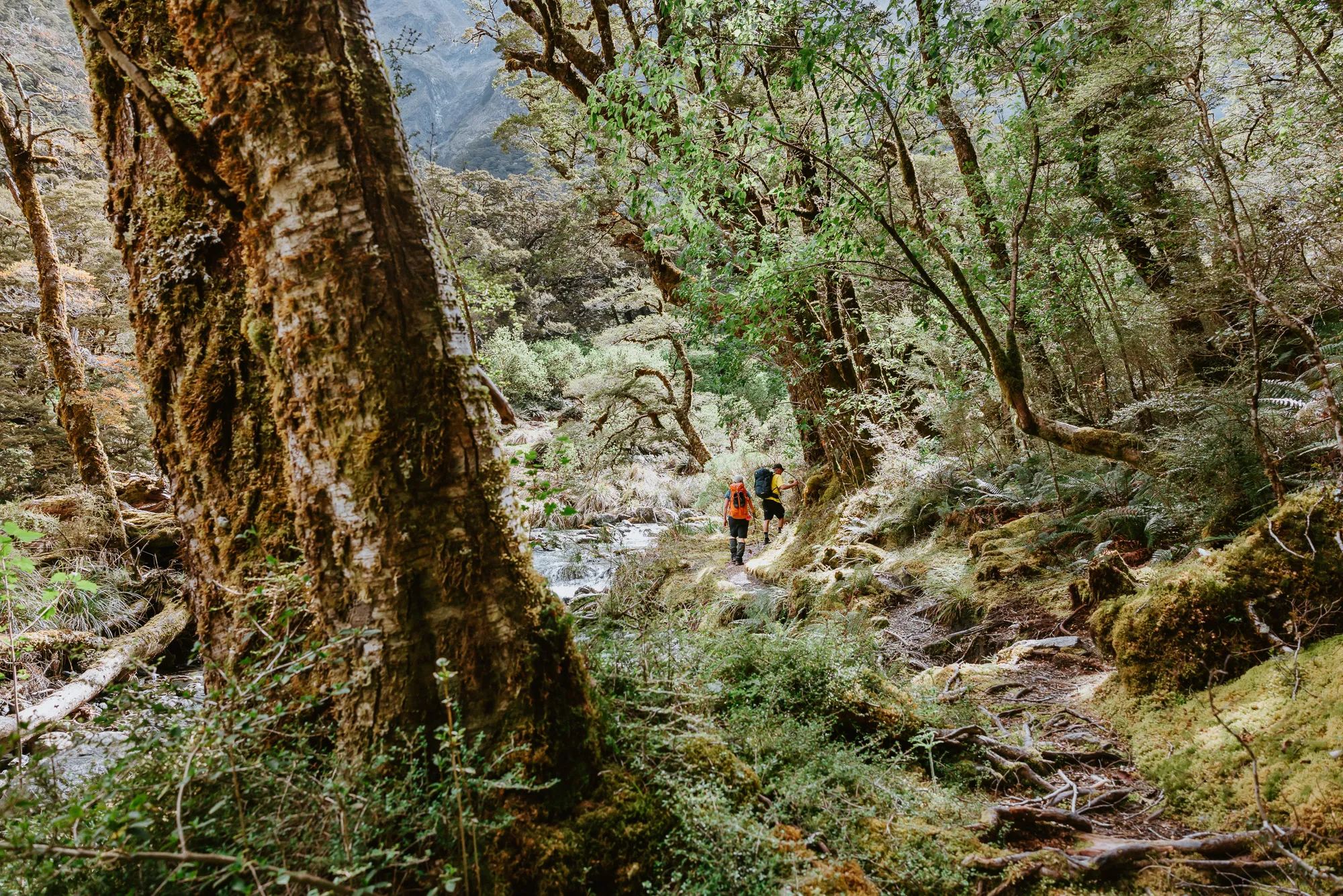 Two hikers with backpacks walking on a forest trail surrounded by trees and greenery.