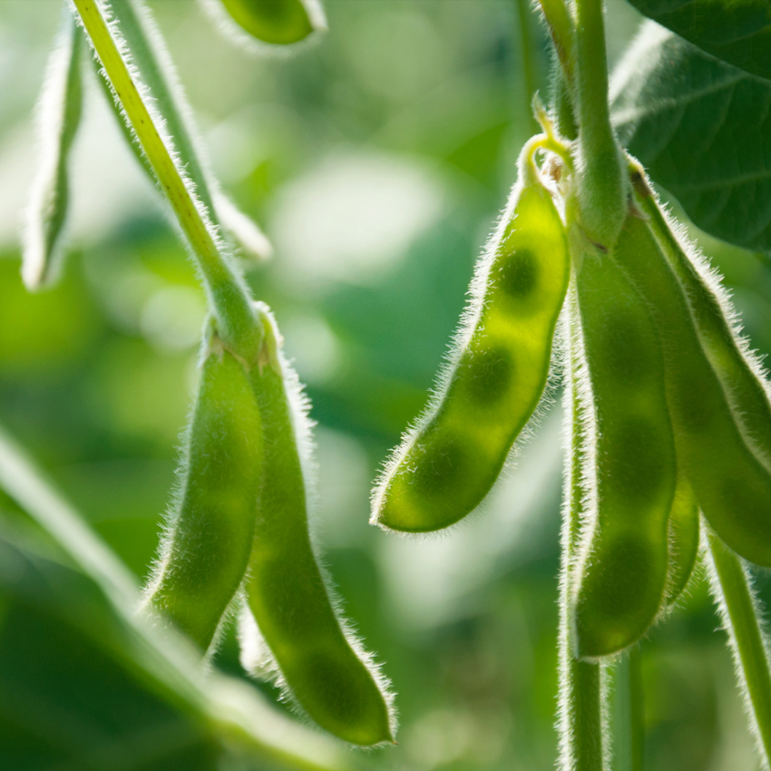 Soya-free aquaculture feed | Jooules 