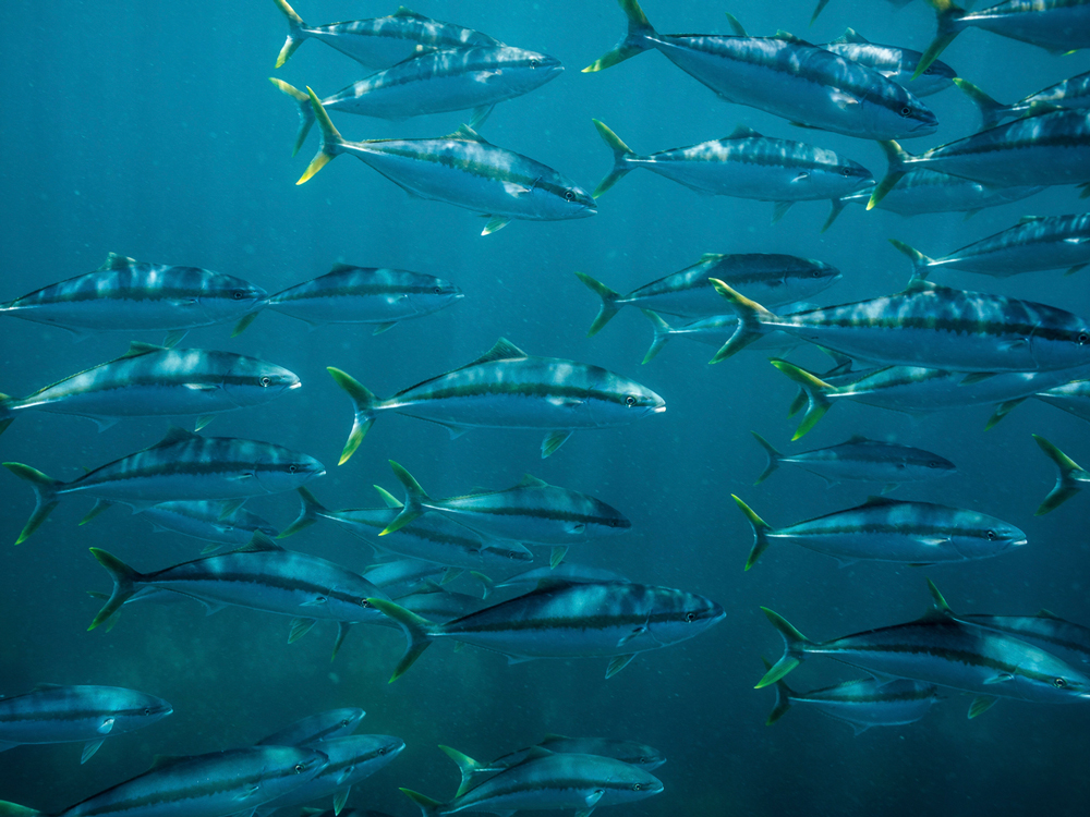 Sustainable, resilient, and high-performance protein source for aquaculture feed | Jooules 