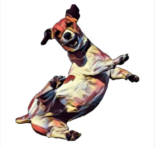 A happy jack russell terrier jumping in the air