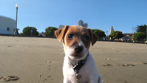 Jack Russell Terrier Puppy