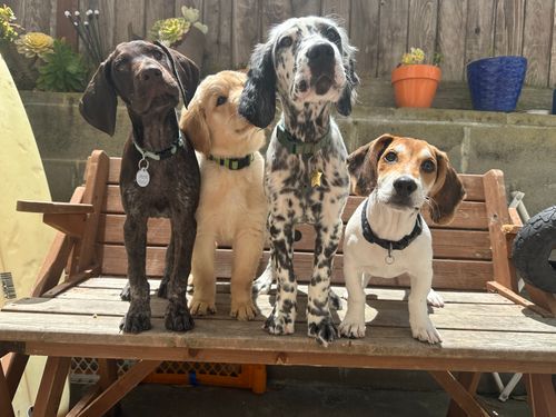 The Truth About Retractable Leashes