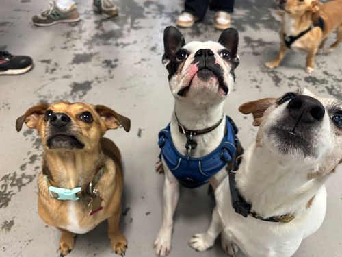 Earn Your AKC Trick Dog Title with SmartyPup!