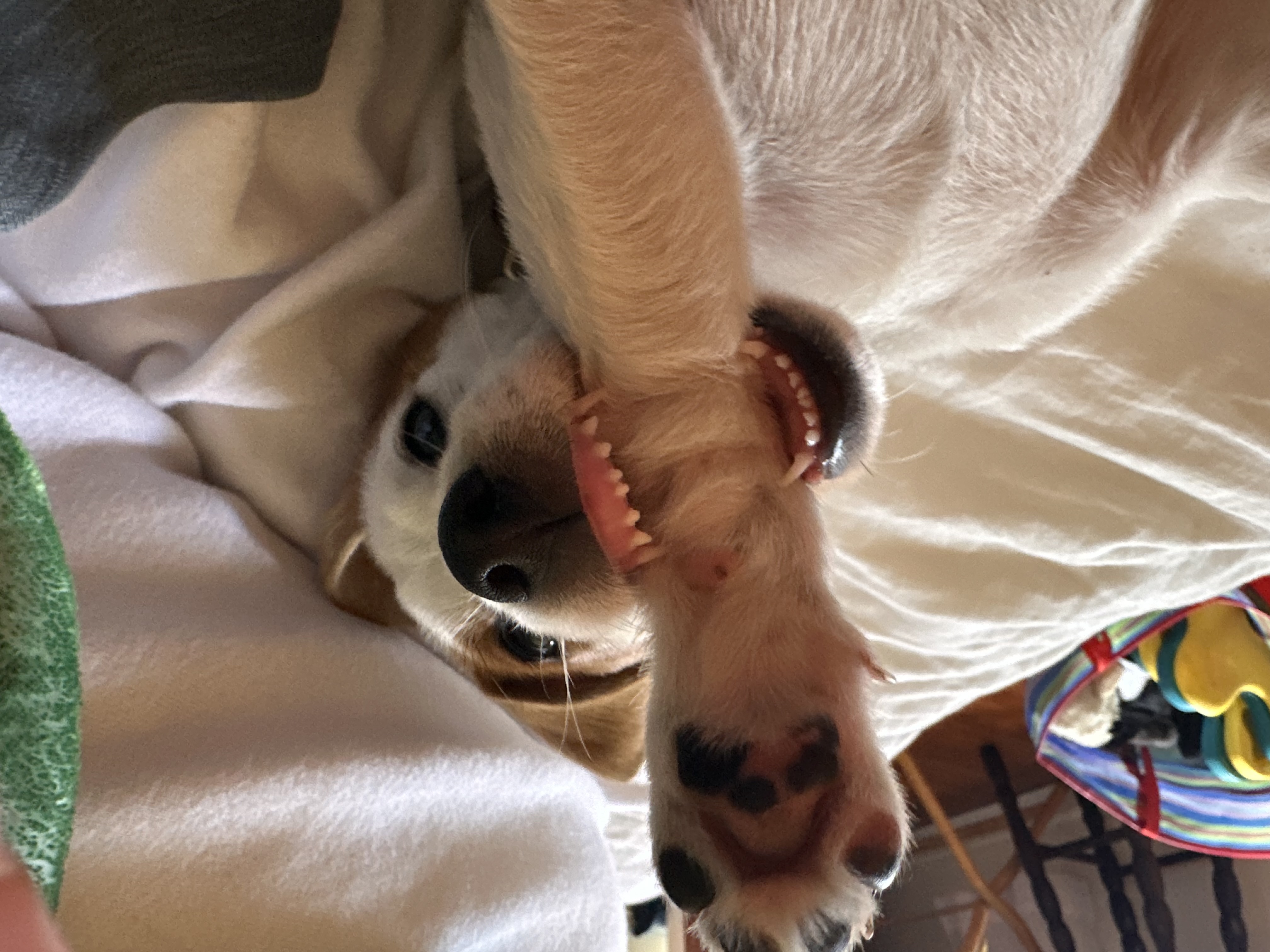 The First Two Days, the First Two Weeks: Surviving the Puppy Blues