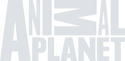 Animal planet TV network logo