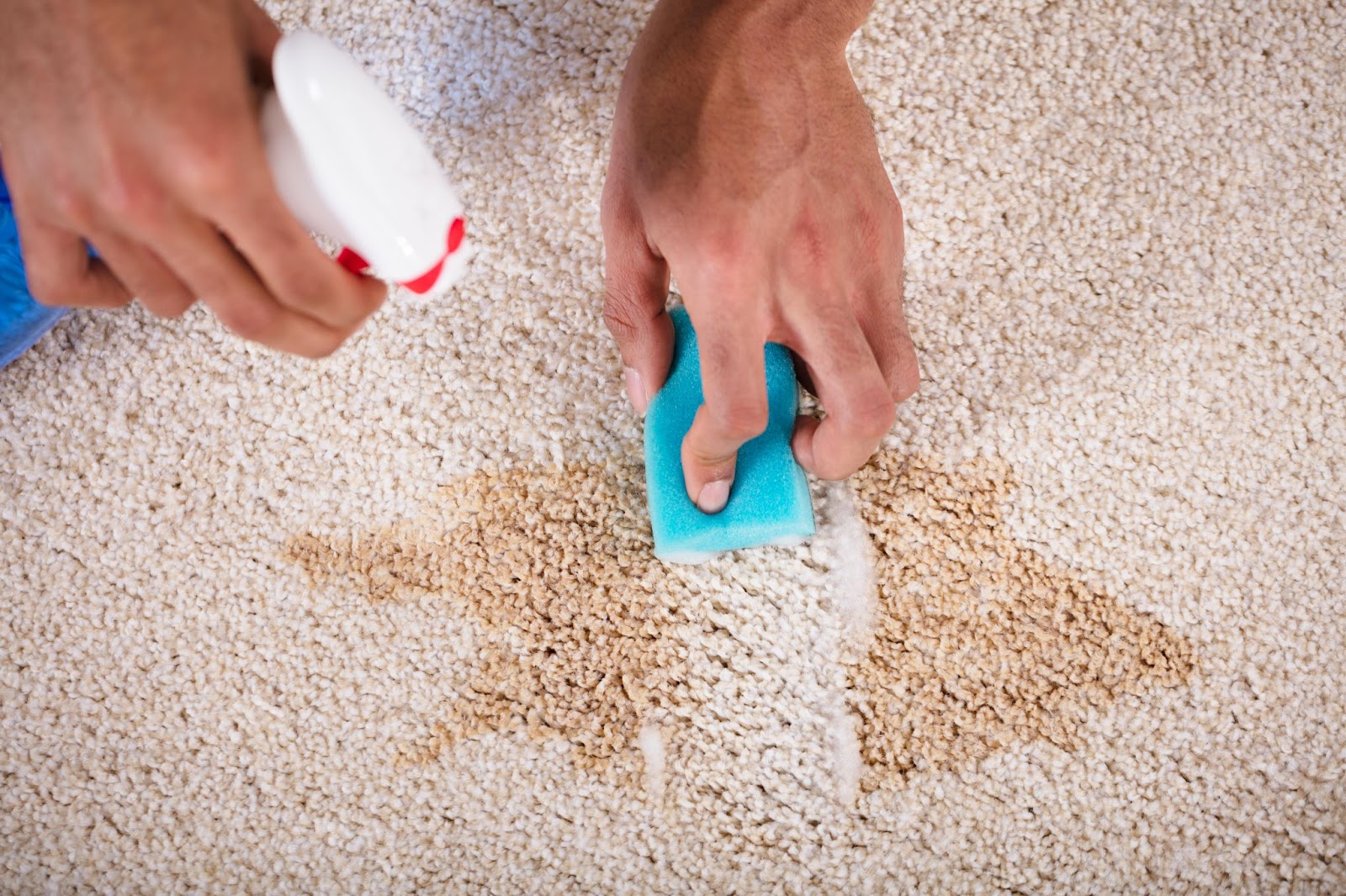 Person cleaning a stubborn carpet stain