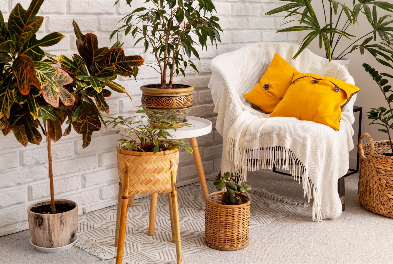Potted indoor plants in stands on a small area rug