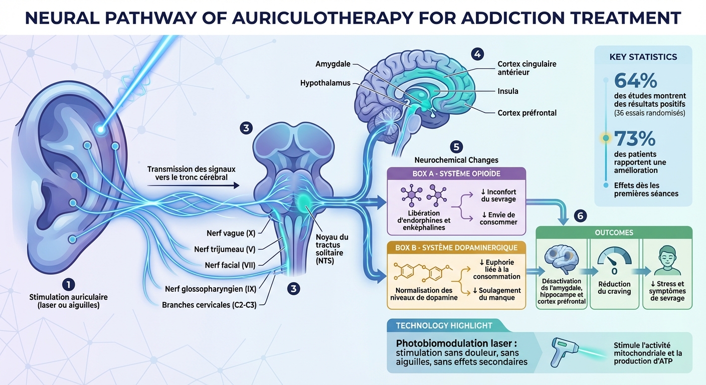 Comment l'auriculothérapie agit sur les circuits cérébraux des addictions