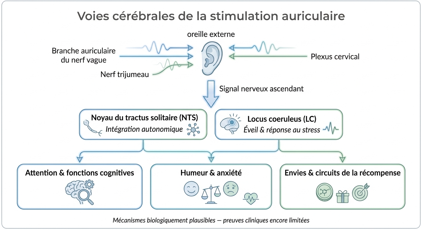 Voies cérébrales de la stimulation auriculaire : de l'oreille au cerveau