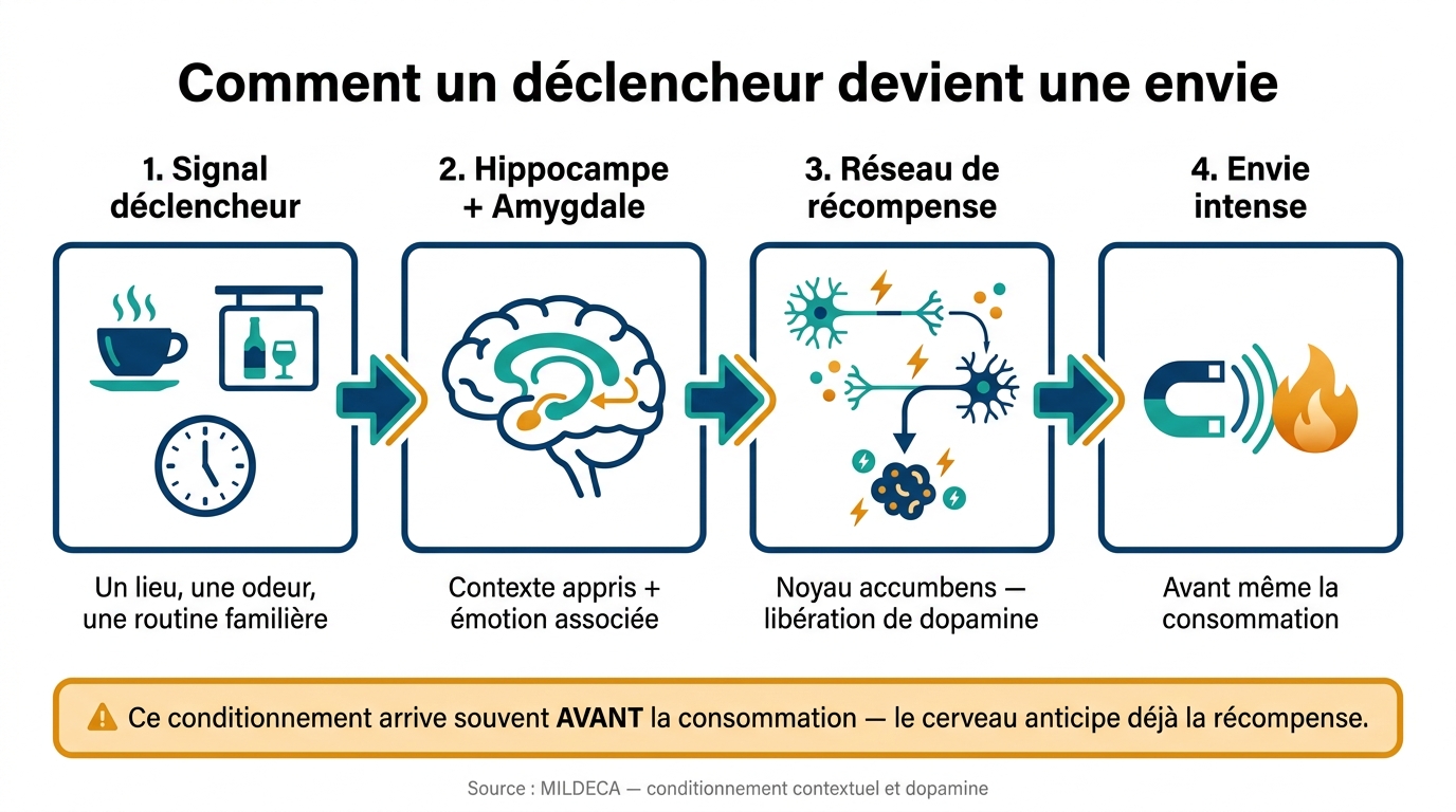 Comment l'hippocampe transforme un déclencheur en envie de consommer