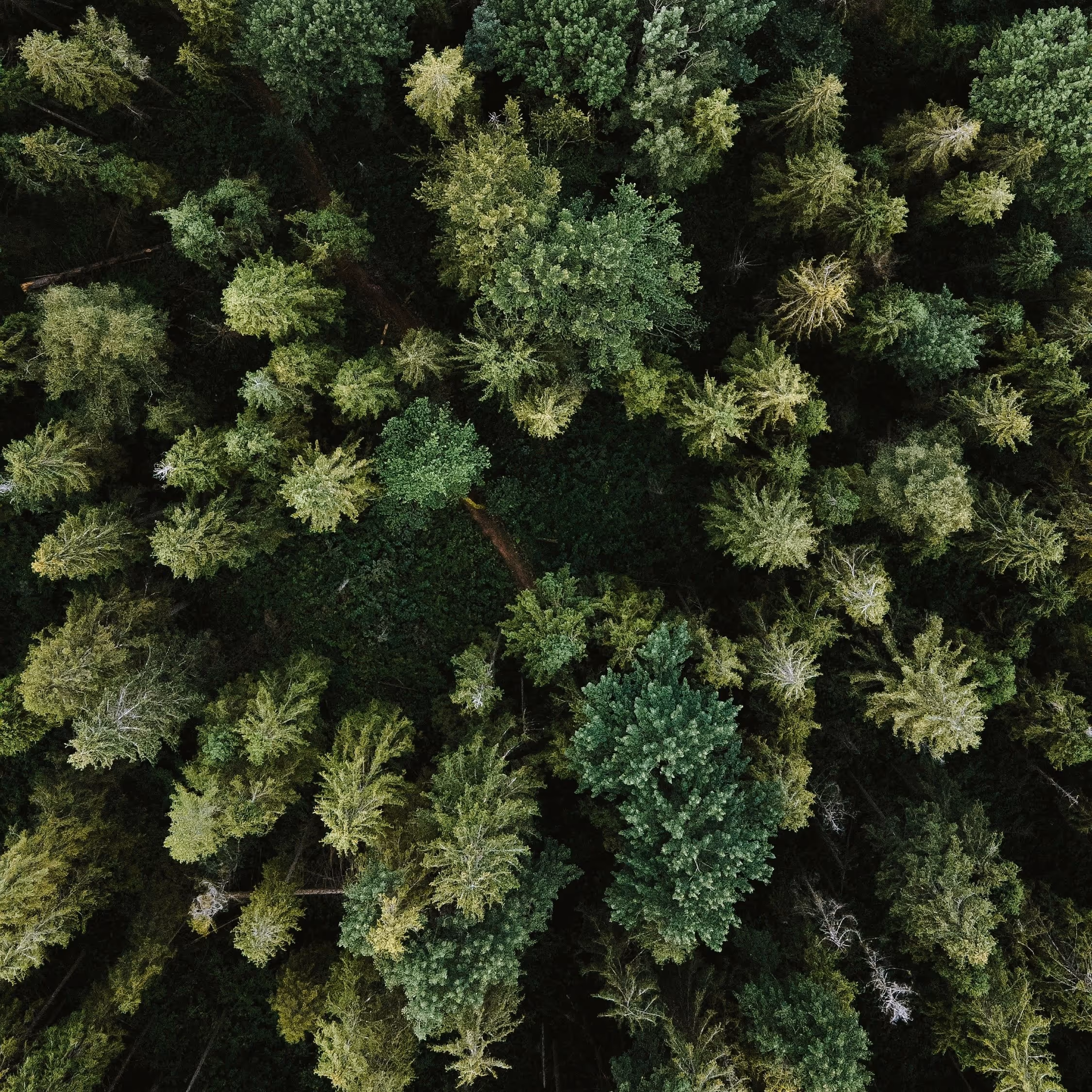 Aerial view of a dense conifer forest.