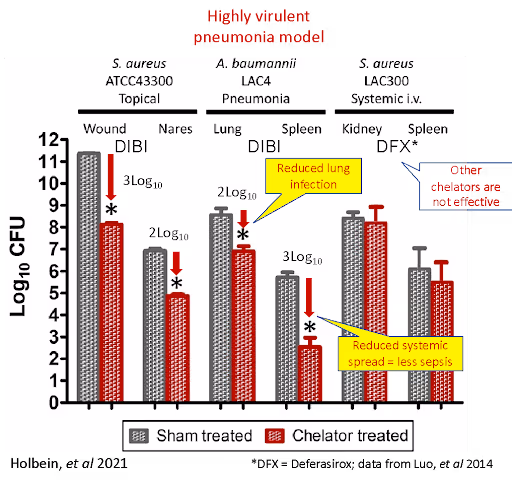 Infection Image 1. Highly virulent pneumonia model.