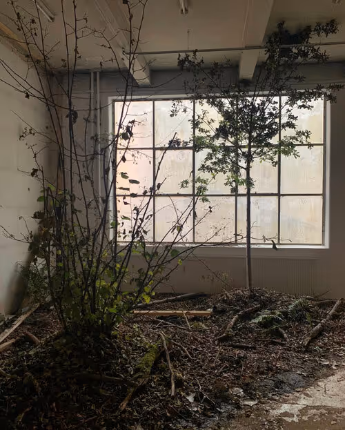 Abandoned room with trees and vegetation growing inside, debris on floor, large window