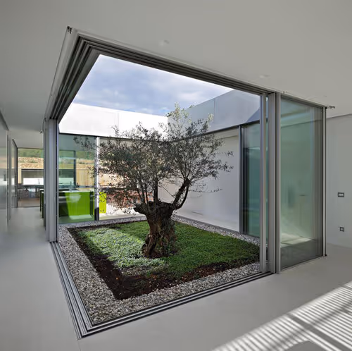 Modern interior with olive tree in central courtyard, surrounded by floor-to-ceiling glass
