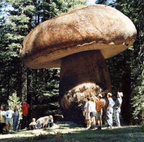 Giant mushroom-shaped roadside attraction in forest with tourists gathered beneath for scale