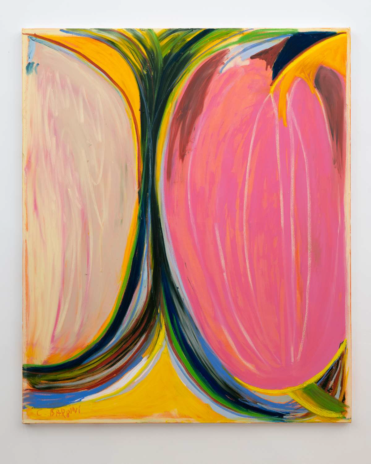 Tulipa