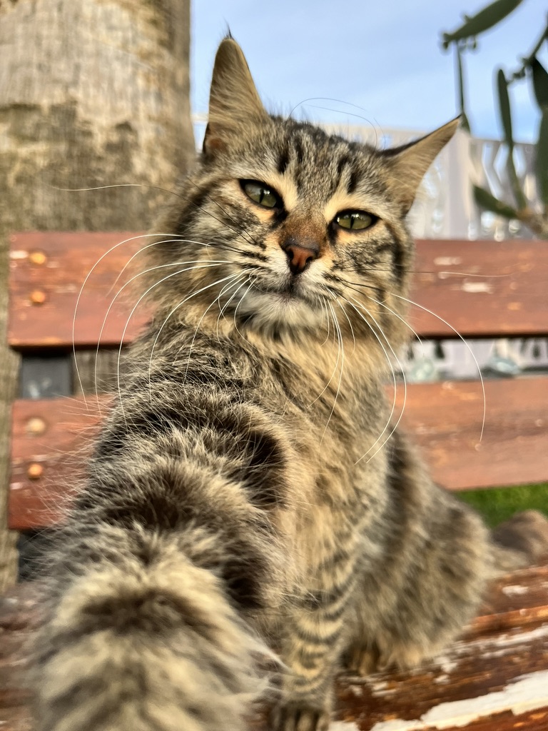 Cat takes a selfie