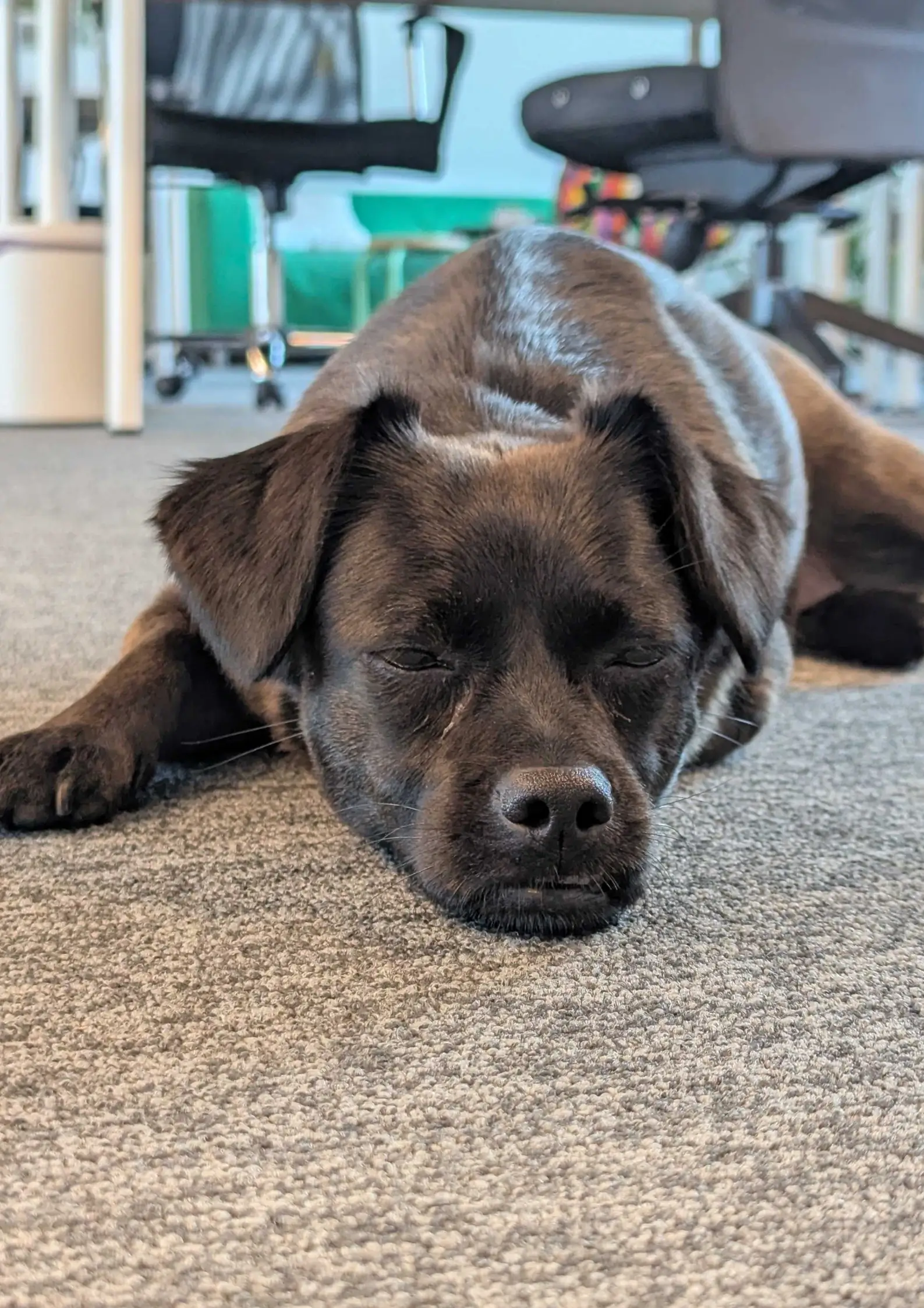 A tiny black dog, Csicsi, napping at the office