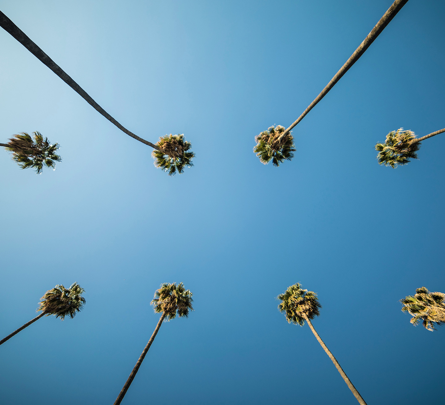 palm trees