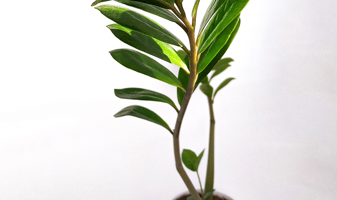 green leaf plant