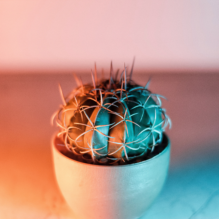 a plant