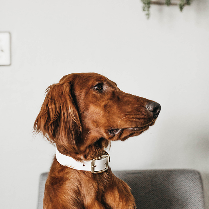 brown pup