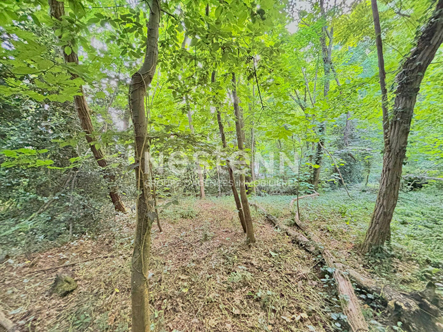 Projet unique à Vauhallan : maison à rénover + terrain boisé de plus de 7 000 M2 en option