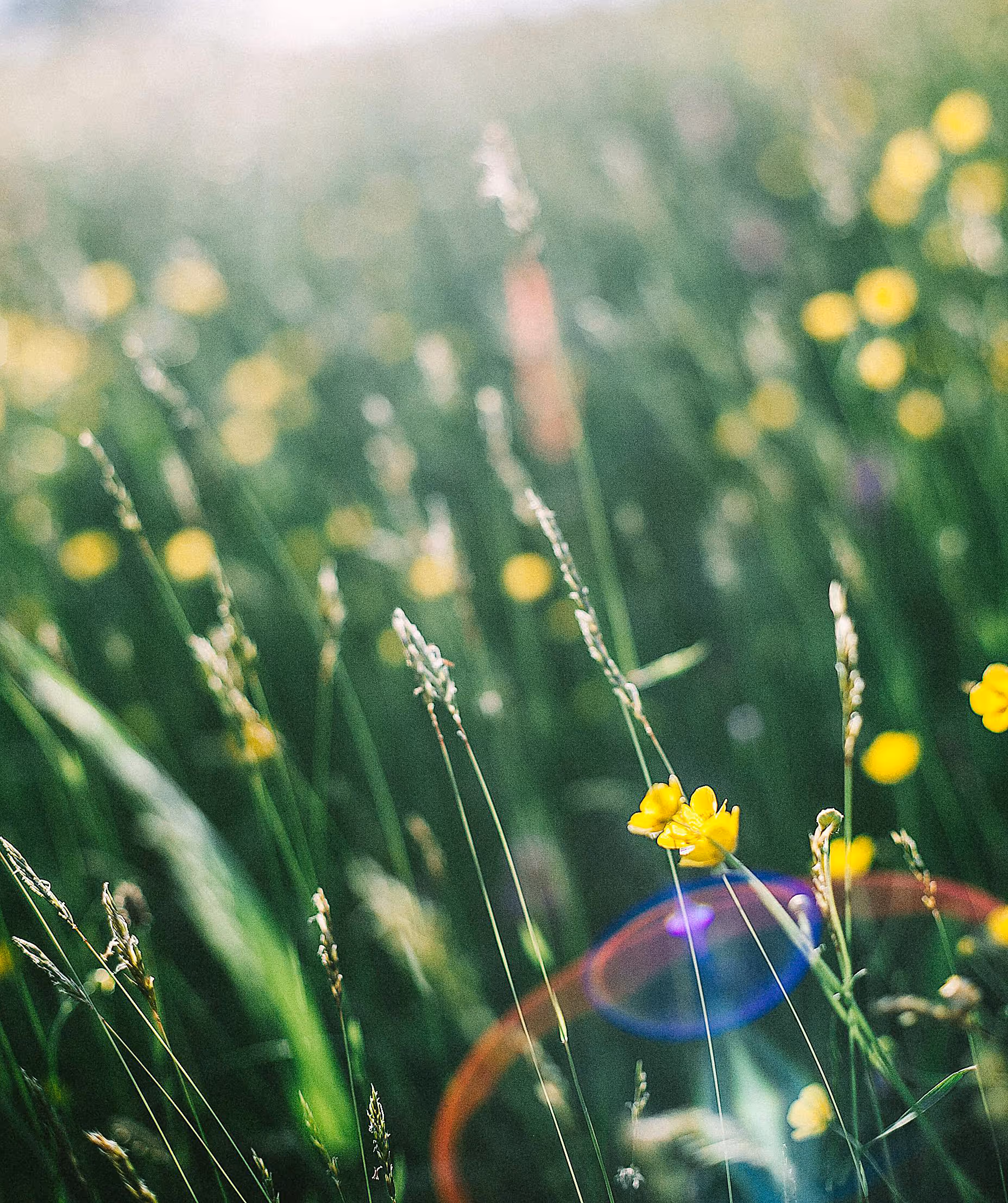 Natural prairie landscape and wildflowers at Haggard Farm