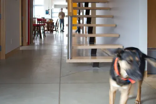Modern floating staircase in foreground, blurry dog in motion walks towards camera