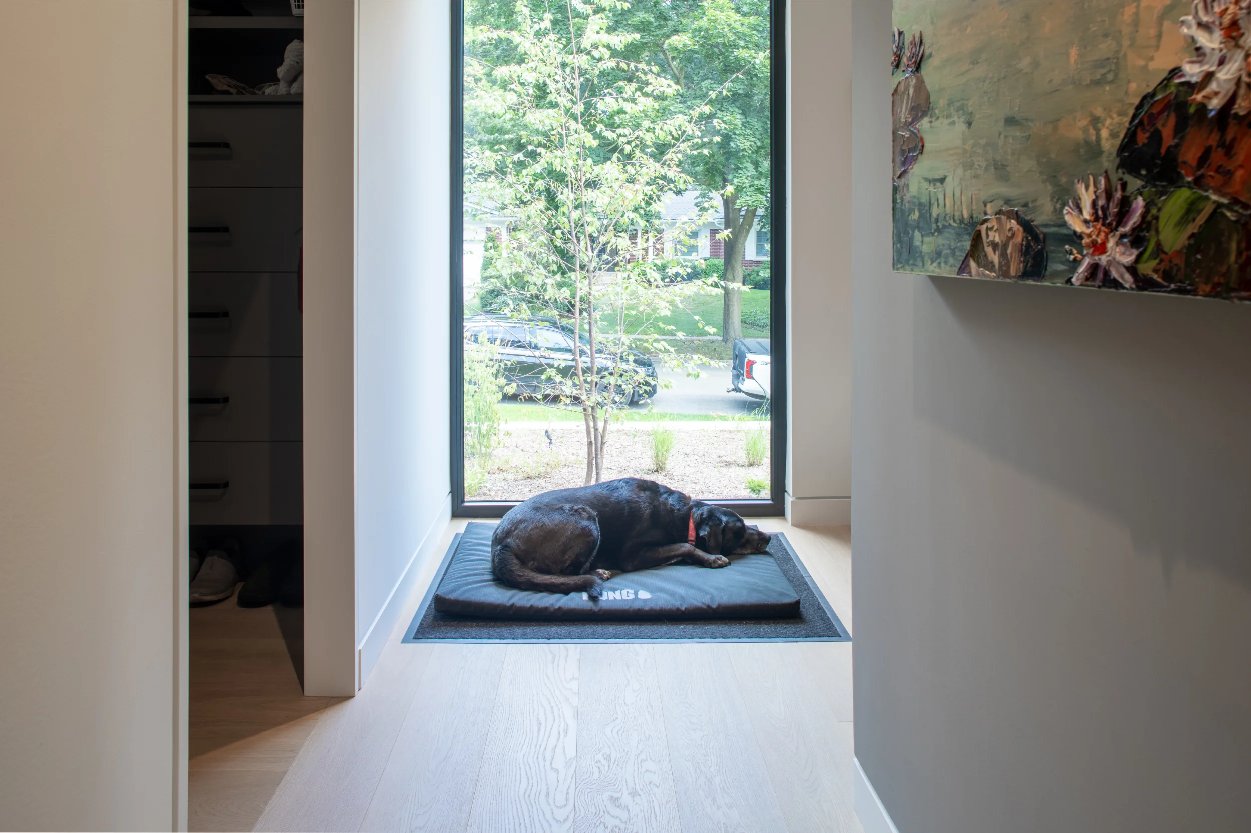 cute dog sleeping in the sunshine near a window