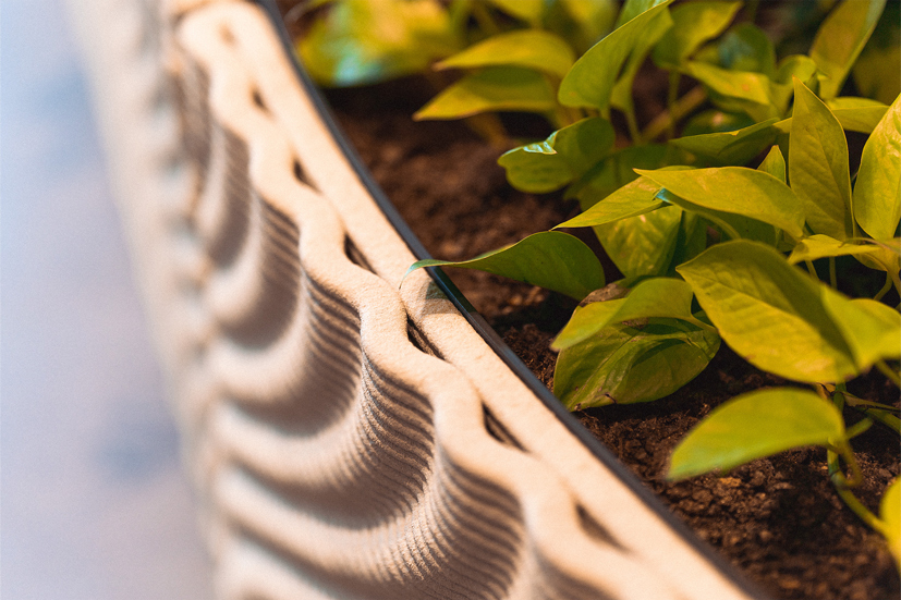 Yellow-green leaves in textured ceramic planter with curved sides